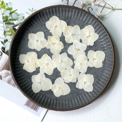 50 Pcs Real Pressed Dried Hydrangea Petals