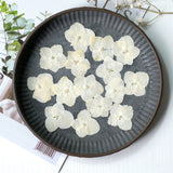 Load image into Gallery viewer, 50 Pcs Pressed Dried Hydrangea Flower for DIY Crafts