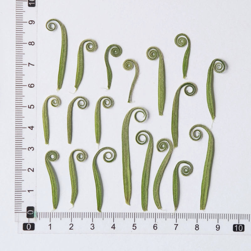100 Pcs Real Pressed Dried Curled Fern Stems