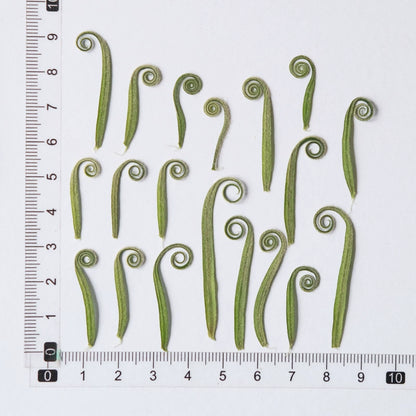 100 Pcs Real Pressed Dried Curled Fern Stems