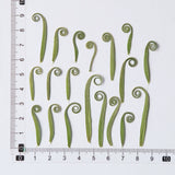 Load image into Gallery viewer, 100 Pcs Pressed Dried Curling Fern Leaves