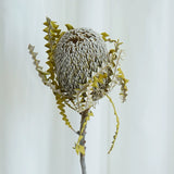 Load image into Gallery viewer, Real Dried Preserved Banksia Flower with Foliage