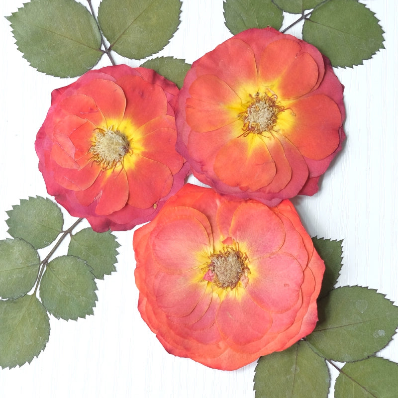 20 pièces de vraies fleurs de roses séchées pressées