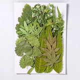 Load image into Gallery viewer, 35 Pcs Real Dried Pressed Leaves for Crafts