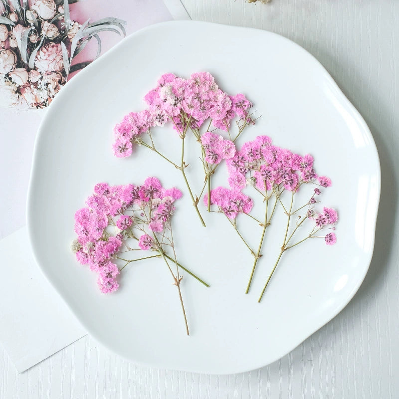 100Pcs Real Pressed Dried Baby's Breath