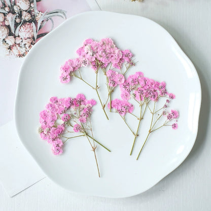 100Pcs Real Pressed Dried Baby's Breath