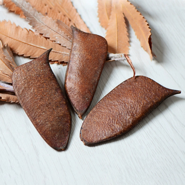 Natural Dried Plant Pods for DIY Crafts