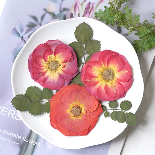 20 Pcs Real Pressed Dried Rose Flowers