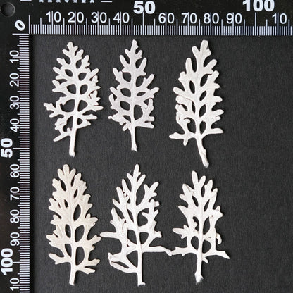 50 Pcs Real Pressed Dried Silver Ragwort Leaves