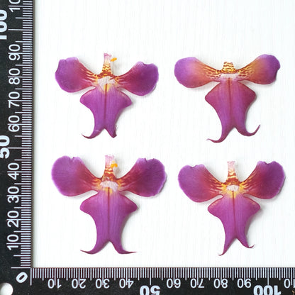 20 Pcs Real Pressed Dried Iris Flowers