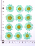 Load image into Gallery viewer, 12 Pcs Pressed Dried Dyed Daisy Flowers