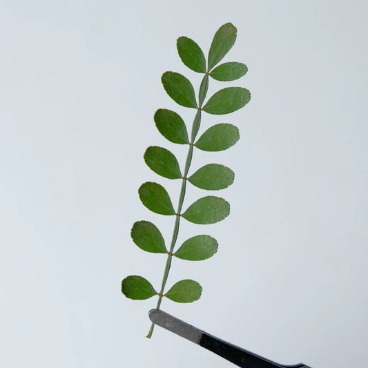 60 Pcs Real Pressed Dried Pepper Tree Leaves