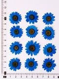 Load image into Gallery viewer, 60 Pcs Vibrant Dyed Pressed Daisy Flowers
