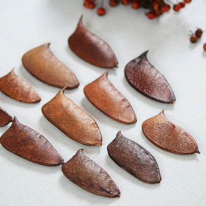 Natural Dried Plant Pods for DIY Crafts