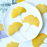 Load image into Gallery viewer, 50 Pcs Dried Pressed Ginkgo Leaves for Crafts