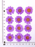 Load image into Gallery viewer, 12 Pcs Pressed Dried Dyed Daisy Flowers