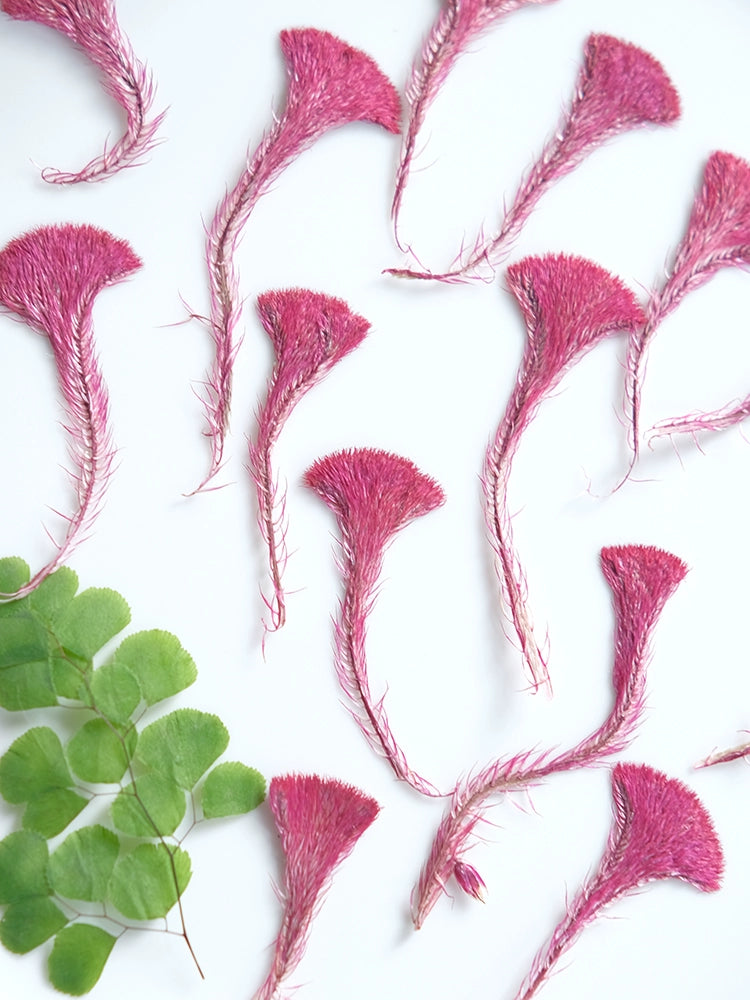 50 Pcs Real Pressed Dried Cockscomb Flowers