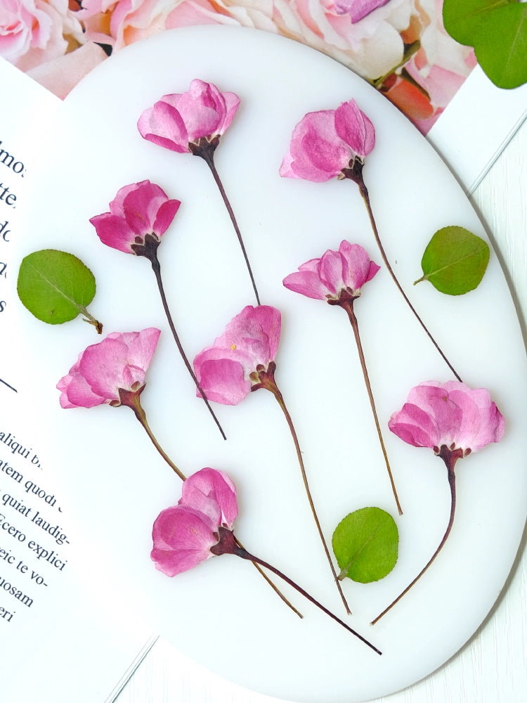 60 قطعة من زهور التفاح البري المجففة والمكبوسة طبيعيًا