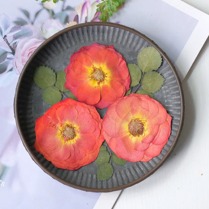 20 pièces de vraies fleurs de roses séchées pressées