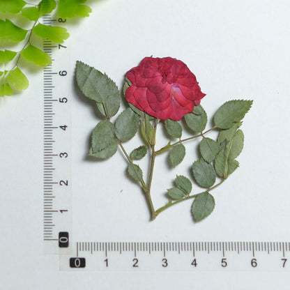 20 roses rouges séchées et pressées avec tiges