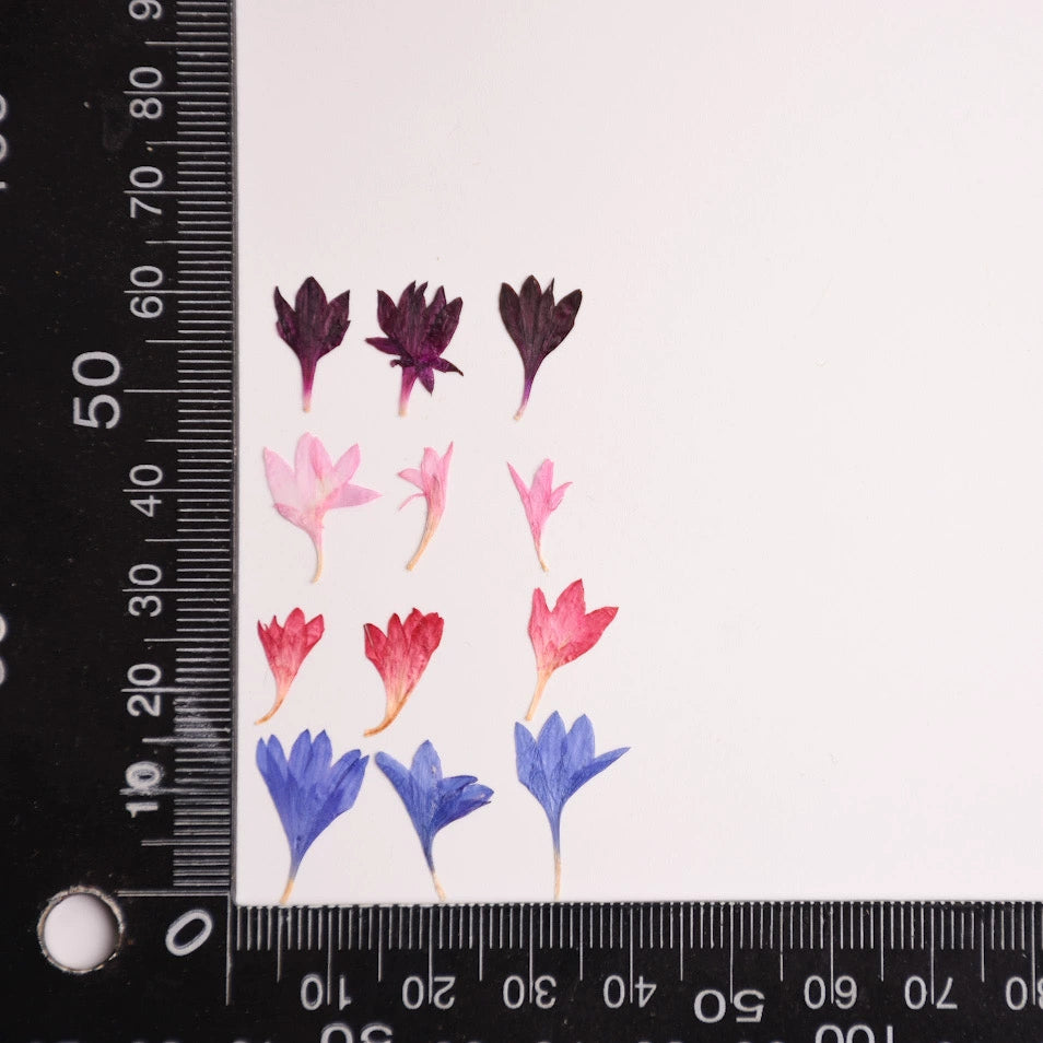 60 Pcs Dried Pressed Cornflower Petals