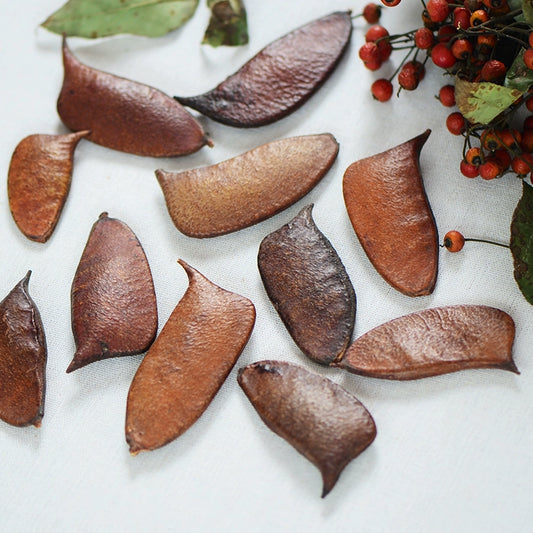 Natural Dried Plant Pods for DIY Crafts