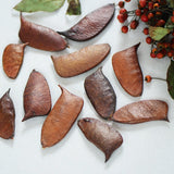 Load image into Gallery viewer, Natural Dried Plant Pods for DIY Crafts