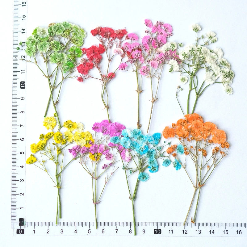 100Pcs Real Pressed Dried Baby's Breath