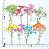 Load image into Gallery viewer, 12 Pcs Pressed Dried Baby&#39;s Breath Flowers