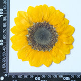 Load image into Gallery viewer, Real Pressed Dried Sunflower for Resin Art