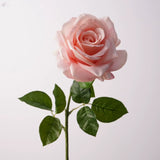 Load image into Gallery viewer, Real Touch Ocean Song Rose Stem (67cm)