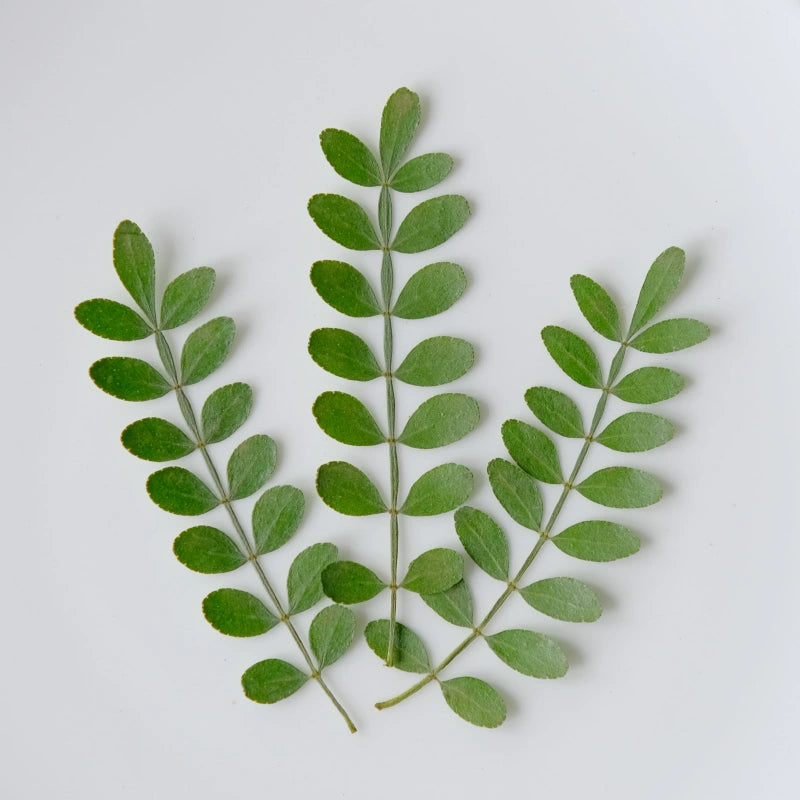 60 Pcs Real Pressed Dried Pepper Tree Leaves