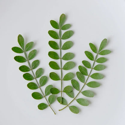 60 Pcs Real Pressed Dried Pepper Tree Leaves
