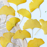 Load image into Gallery viewer, 50 Pcs Dried Pressed Ginkgo Leaves for Crafts