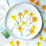 Load image into Gallery viewer, 50 Pcs Real Pressed Dried Pasque Flowers