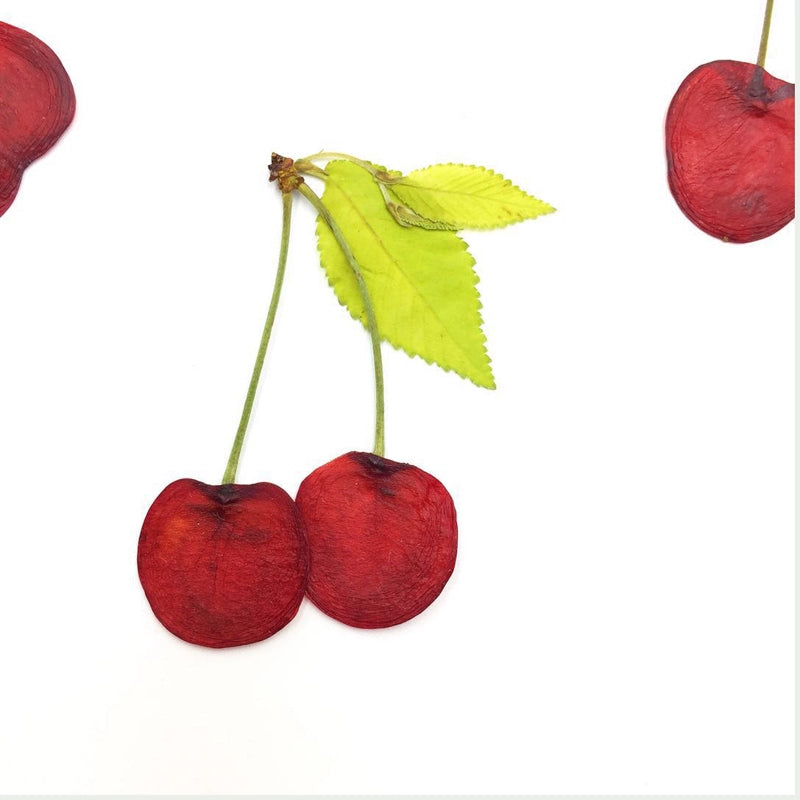 10 Pcs Real Pressed Dried Cherry Slices with Stems
