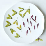 Load image into Gallery viewer, 50 Pcs Dried Pressed Wing-Shaped Seed Pods