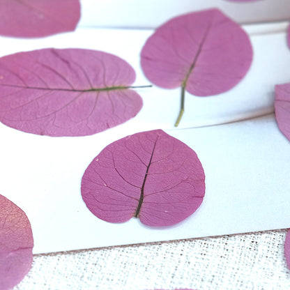 50 Pcs Real Pressed Dried Bougainvillea Petals