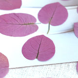 Load image into Gallery viewer, 50 Pcs Dried Pressed Pink Leaves for Crafts