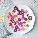 Load image into Gallery viewer, 50 Pcs Real Dried Pressed Small Sakura Blossoms