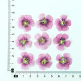 Load image into Gallery viewer, 50 Pcs Real Dried Pressed Small Pink Blossoms