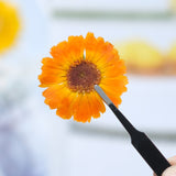 Load image into Gallery viewer, 30 Pcs Real Dried Pressed Calendula Flowers
