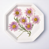 Load image into Gallery viewer, 30 Pcs Real Dried Pressed Marguerite Daisies