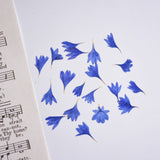 Load image into Gallery viewer, 20 Pcs Dried Pressed Cornflower for DIY Crafts