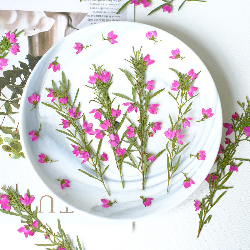 Real Dried Pressed Pink Flower Stems