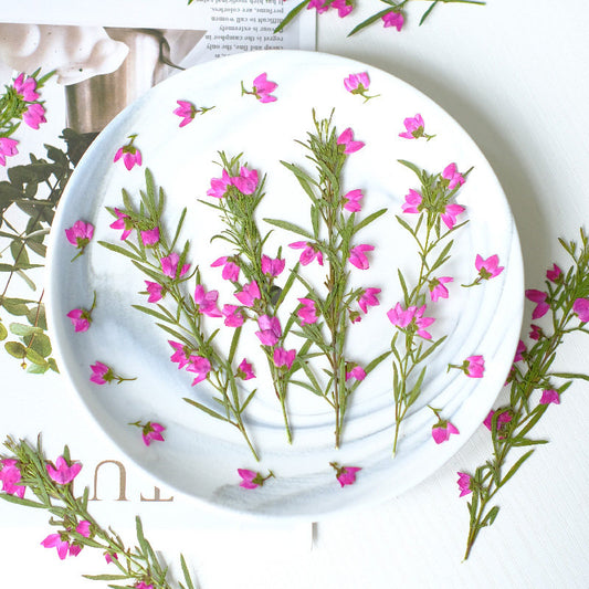 Real Dried Pressed Pink Flower Stems