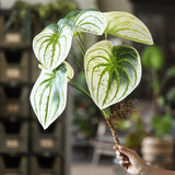 Load image into Gallery viewer, 26" Artificial Begonia Leaf Spray