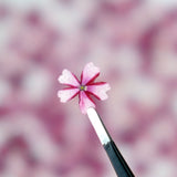 Load image into Gallery viewer, 50 Pcs Real Dried Pressed Small Sakura Blossoms