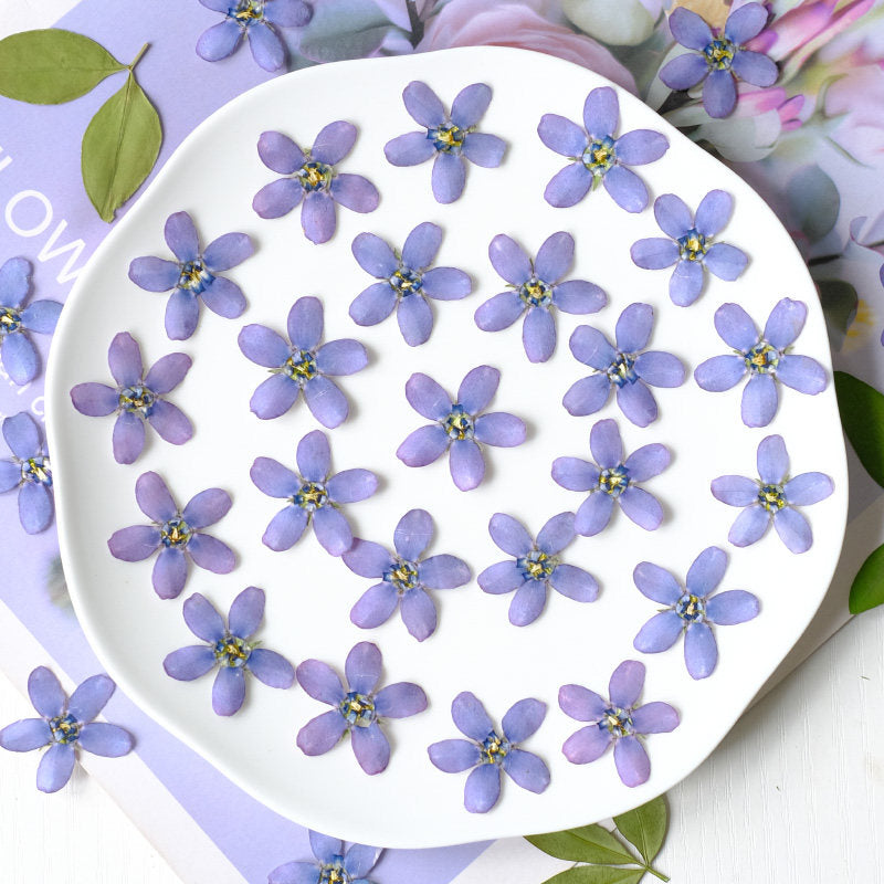 Real Dried Pressed Bluestar Flowers