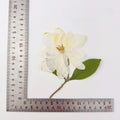 (13-16cm) 1pcs